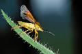elasmucha grisea